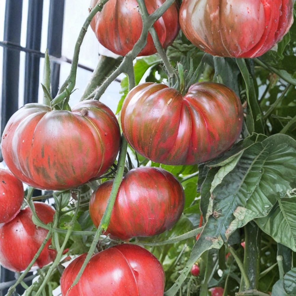 Pink Berkeley Tie-Dye Tomato Seeds | 50 Organically Grown Heirloom Seeds | Wild Boar Farms