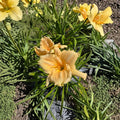 Hemerocallis 'Bridal Bouquet' Daylily – 3 Bare Root Plants | Hardy Perennial Flower