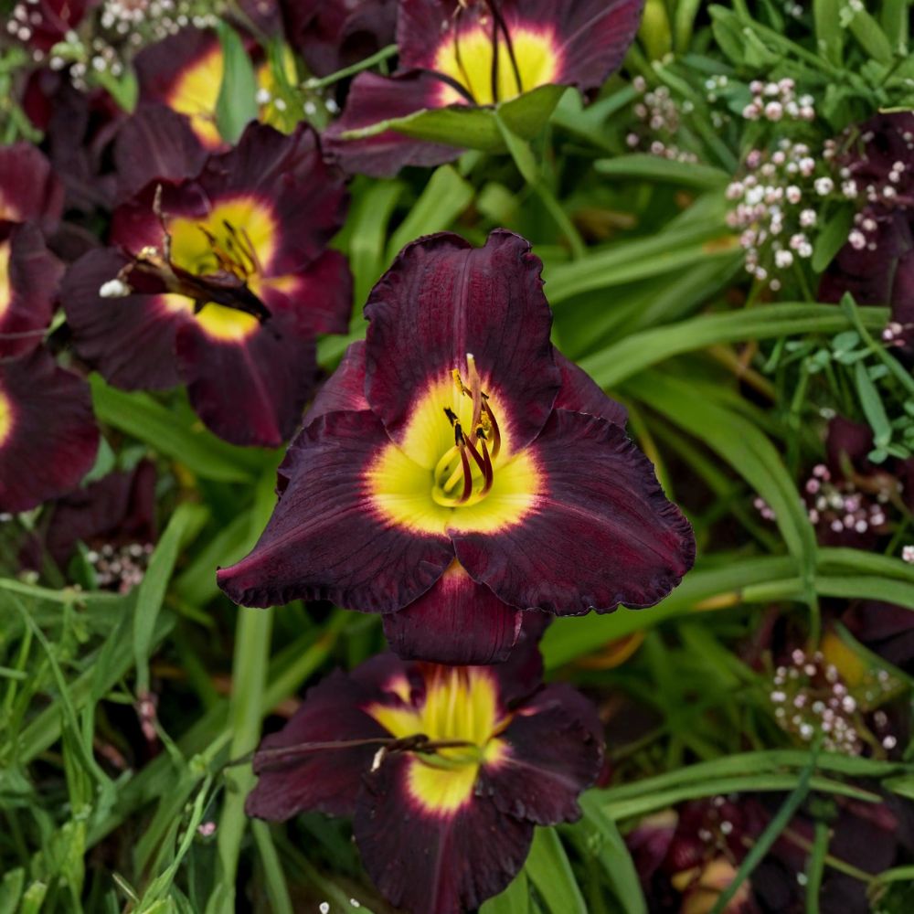Hemerocallis 'Bela Lugosi' Daylily - 3 Bare Root Plants with Deep Purple Blooms