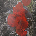 Europeana Floribunda Rose - Dark Crimson Red Live Bush Plant 2 Gallon | Everblooming Flowering Shrub