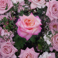 Kordes Perfecta Rose – Rosa Hybrid Tea Live Plant | 2 Gallon Everblooming Cream & Pink Rose