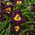 Hemerocallis 'Bela Lugosi' Daylily - 3 Bare Root Plants with Deep Purple Blooms