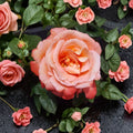 Voodoo Rose – Rosa Hybrid Tea Live Plant | 5 Gallon | Orange Yellow Fragrant Blooms