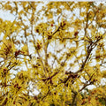 Hamamelis x intermedia 'Brandis' Witch Hazel Live Plant - 12 Inch, 1 Year Graft, Bright Yellow Winter Blooms