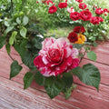 Scentimental Floribunda Rose - 3 Gallon Live Bush Plant with Striped Fragrant Blooms