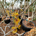 Hamamelis x intermedia 'Basma' Witch Hazel Live Plant - 12 Inch, 1 Year Graft, Yellow-Orange Winter Blooms