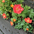 Pinata Rose Yellow Orange Live Bush Plant 3 Gallon | Colorful Climbing Rose