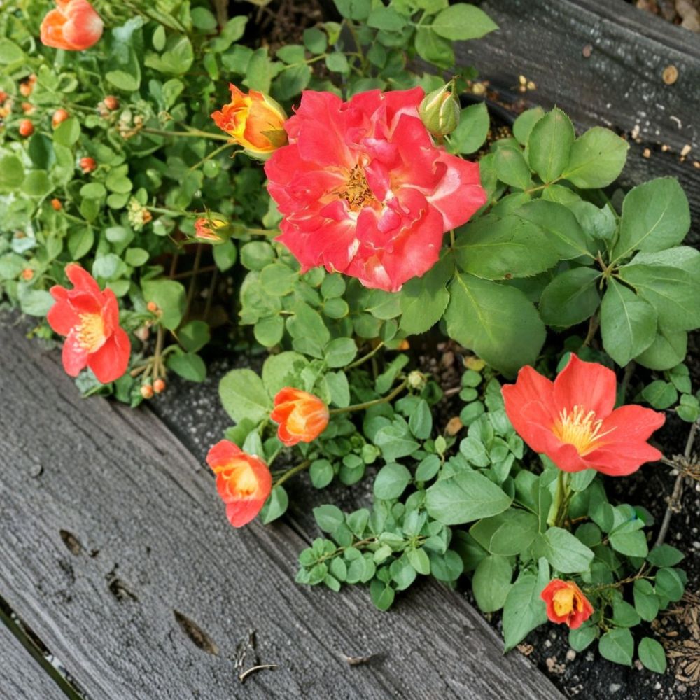 Pinata Rose Yellow Orange Live Bush Plant 3 Gallon | Colorful Climbing Rose