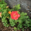 Pinata Rose Live Plant | 2 Gallon | Yellow Orange Blooms | Healthy Root System
