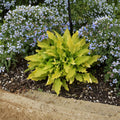 Hosta 'Time in a Bottle' Bare Root Starter Plant | Yellow Chartreuse Shade Perennial