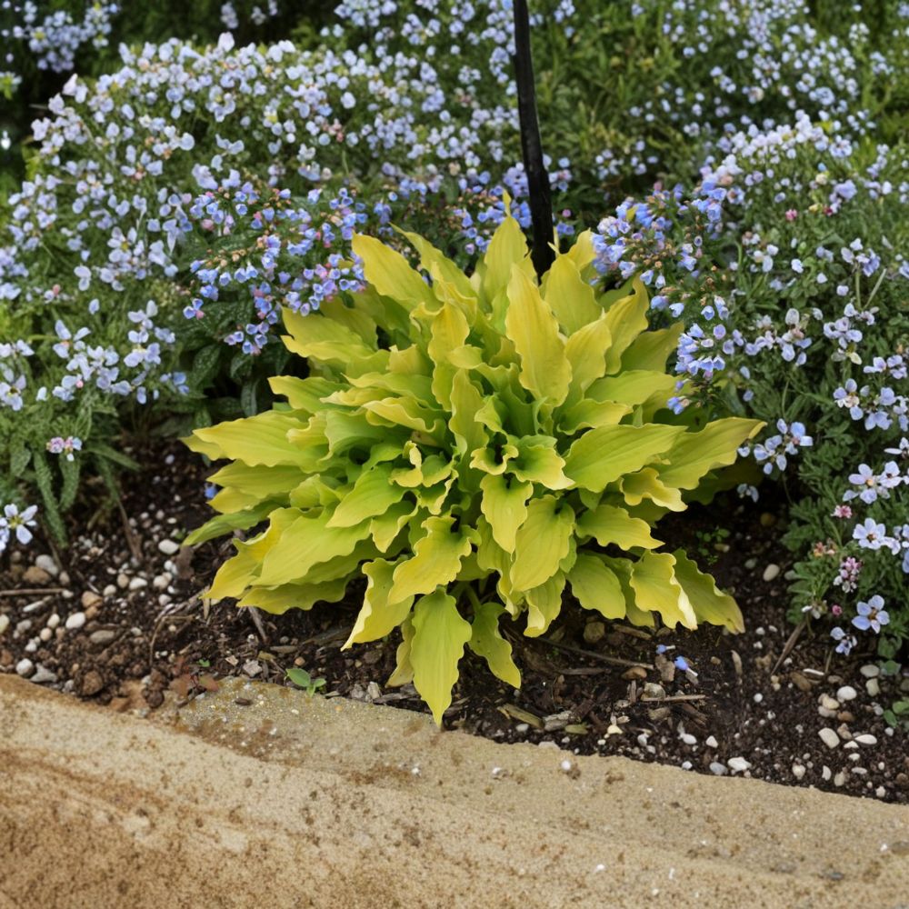 Hosta 'Time in a Bottle' Bare Root Starter Plant | Yellow Chartreuse Shade Perennial