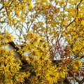 Hamamelis x intermedia 'Ripe Corn' Witch Hazel Live Plant | 12 Inch 1-Year Graft | Winter Blooming Shrub