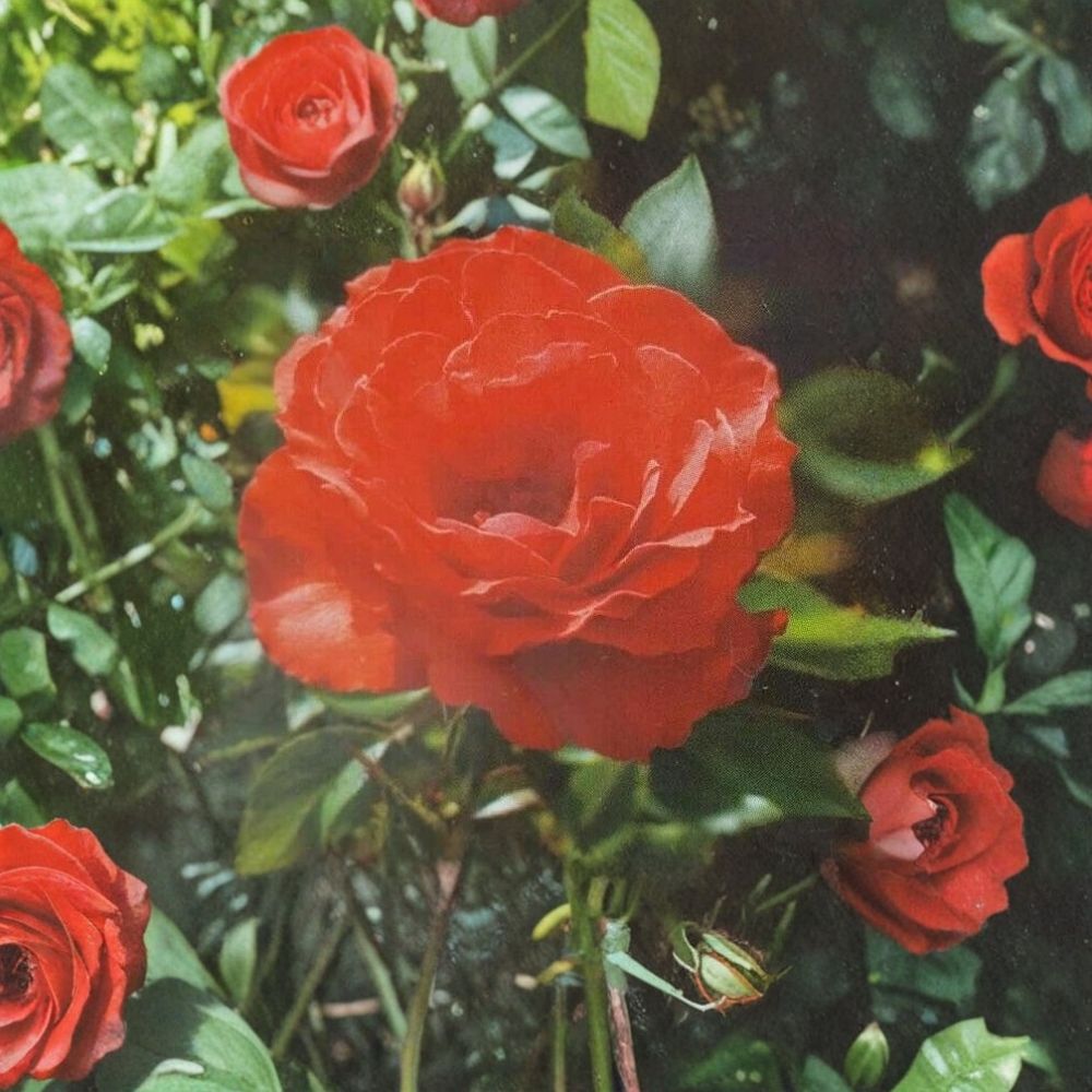 Impatient Floribunda Rose Orange Red Live Bush Plant 5 Gallon Root Ball Wrapped