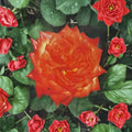 Charisma Rose – Rosa Floribunda Live Plant | 2 Gallon | Everblooming Red Orange Yellow Blooms