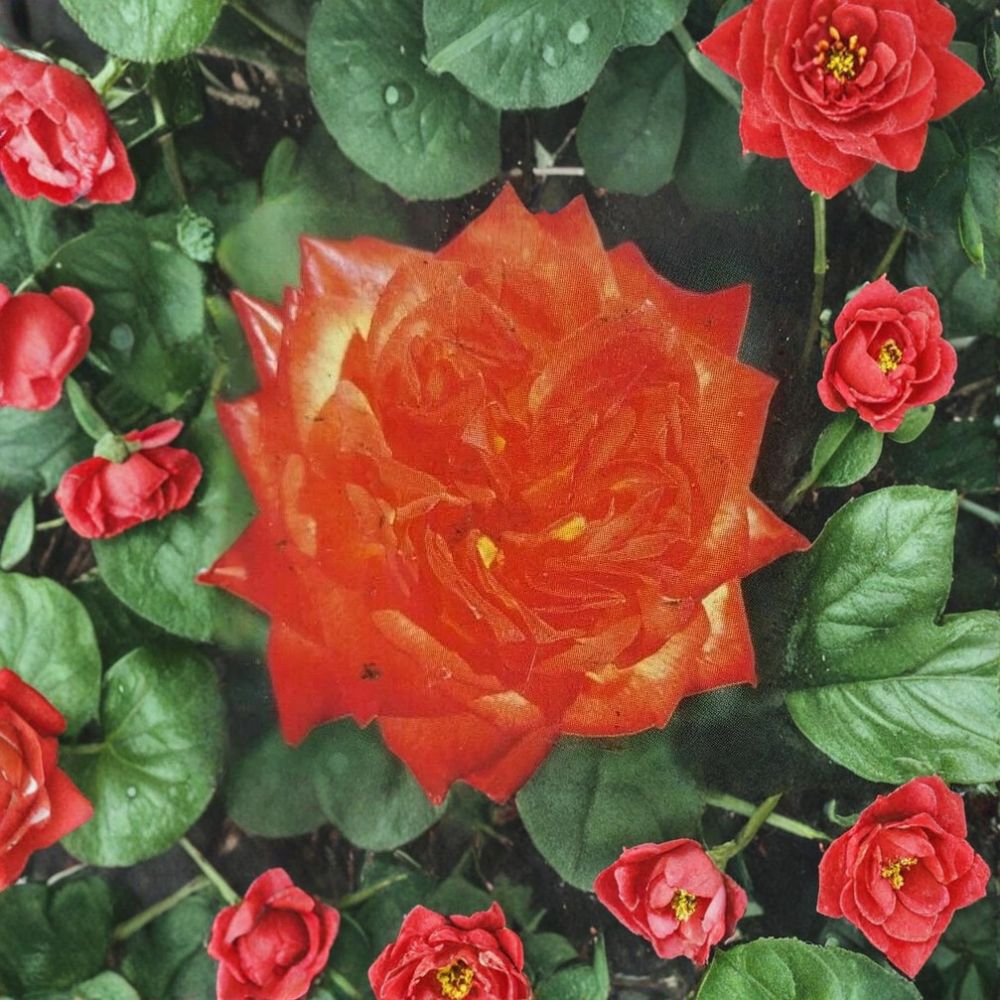 Charisma Rose – Rosa Floribunda Live Plant | 2 Gallon | Everblooming Red Orange Yellow Blooms