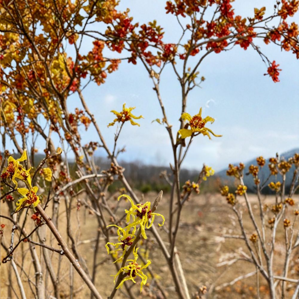 Hamamelis x intermedia 'Early Bird' Witch Hazel Live Plant | 15 Inches Tall | 1 Year Graft | Early Winter Yellow Blooms