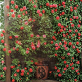 Climbing America Rose Salmon Pink Live Bush Plant 5 Gallon Fragrant Trellis Friendly