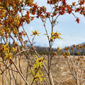 Hamamelis x intermedia 'Early Bird' Witch Hazel Live Plant | 15 Inches Tall | 1 Year Graft | Early Winter Yellow Blooms