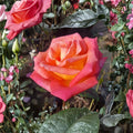 Mikado Rose – Rosa Hybrid Tea Live Plant | 2 Gallon | Scarlet Red & Yellow Blooms
