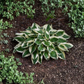 Hosta 'Patriot' Bare Root Starter Plant | Variegated Shade Garden Perennial