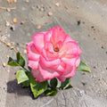 Nicole Everblooming Floribunda Rose – White Pink Live Bush Plant | 2 Gallon Size