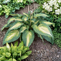 Hosta 'Love Story' Bare Root Starter Plant | Variegated Shade Perennial with White Flowers