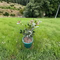 Ilex aquifolium 'Grandma' – Hardy Female English Holly Live Plant in 2 Gallon Pot