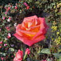 Mikado Rose – Rosa Hybrid Tea Live Plant | 1 Gallon | Scarlet Red & Yellow Blooms