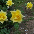 Oregold Grandiflora Rose – Yellow Live Bush Plant | 1 Gallon Size | Bright Golden Rose