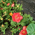 Pinata Rose Live Plant | 3 Gallon | Yellow Orange Multicolor Blooms | Healthy Root System