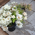 Iceberg Floribunda Rose – Pure White Everblooming Rose Shrub | 3 Gallon Live Plant