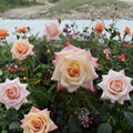 Peace Rose – Rosa Hybrid Tea Live Plant | 3 Gallon | Award-Winning Yellow Pink Blooms