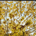 Hamamelis x intermedia 'Brandis' Witch Hazel Live Plant | 30 Inch Tall | 2 Gallon Pot | Bright Yellow Winter Blooms