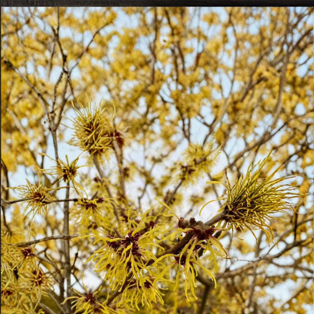 Hamamelis x intermedia 'Brandis' Witch Hazel Live Plant | 30 Inch Tall | 2 Gallon Pot | Bright Yellow Winter Blooms