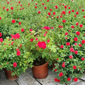 Red Drift Rose – 2 Gallon Live Groundcover Rose Bush with Vibrant Red Blooms