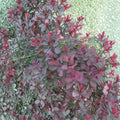 Dusky Maiden Smoke Tree - Burgundy Foliage Shrub in 4 Inch Pot | Cotinus coggygria