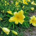 Hemerocallis 'Suzie Wong' Daylily – 3 Bare Root Plants | Hardy Perennial Flower