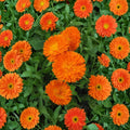 Orange King Calendula Seeds – 30 Organic Heirloom Non-GMO Calendula officinalis for Garden & Containers