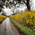 Northern Gold Forsythia - Cold Hardy Yellow Flowering Shrub in 1 Gallon Pot
