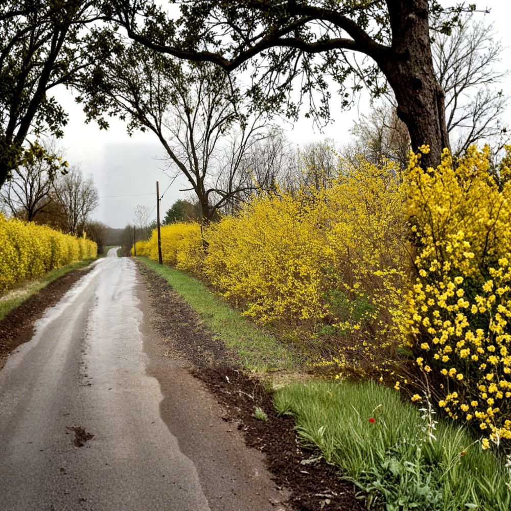Northern Gold Forsythia - Cold Hardy Yellow Flowering Shrub in 1 Gallon Pot