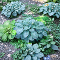 Hosta 'Blue Angel' Bare Root Starter Plant | Giant Blue-Green Shade Perennial