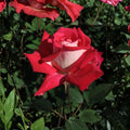 LOVE Grandiflora Rose Live Plant | 2 Gallon Ruby Red & White Fragrant Rose Bush