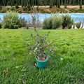 Ilex aquifolium 'Beanie Johnson' – Hardy Male English Holly Live Plant in 2 Gallon Pot