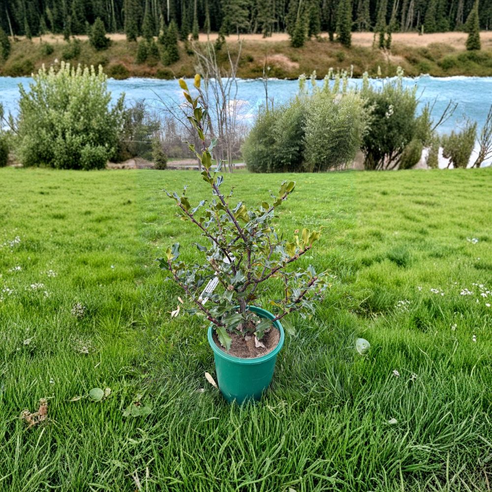Ilex aquifolium 'Beanie Johnson' – Hardy Male English Holly Live Plant in 2 Gallon Pot