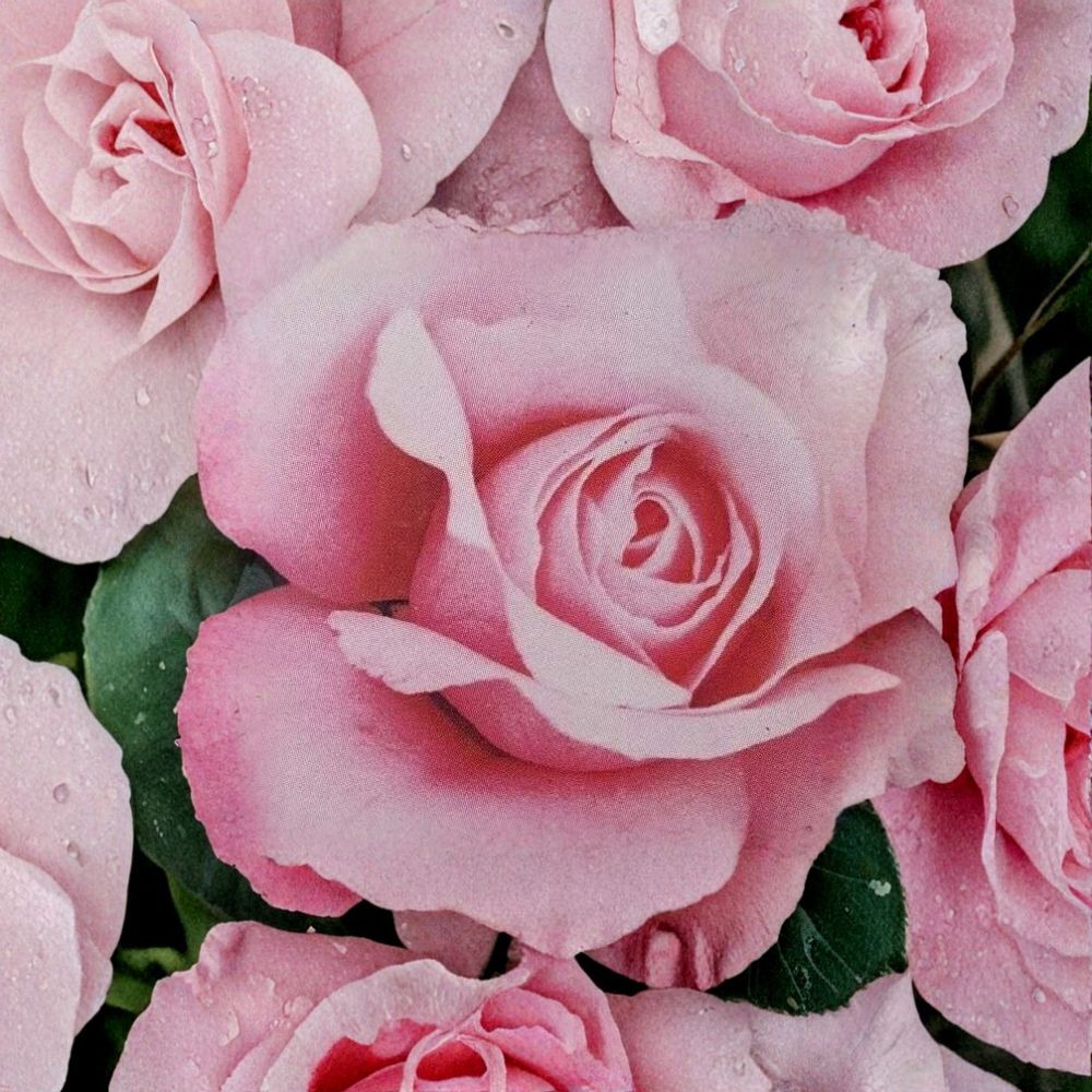 Queen Elizabeth Grandiflora Rose – Live Pink Rose Bush 2 Gallon | Elegant Classic Garden Shrub