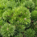 Pinus densiflora 'Vibrant' Japanese Red Pine Live Plant | 12 Inch Evergreen Conifer in 1 Gallon Pot