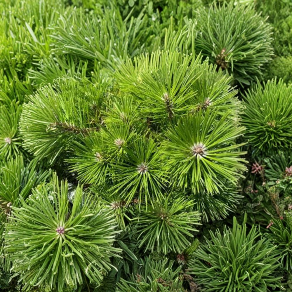 Pinus densiflora 'Vibrant' Japanese Red Pine Live Plant | 12 Inch Evergreen Conifer in 1 Gallon Pot