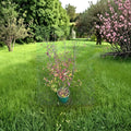 Nemopanthus mucronatus Female – Mountain Holly Live Plant | 18 Inches Tall | 2 Gallon Pot | Native Berry-Producing Shrub