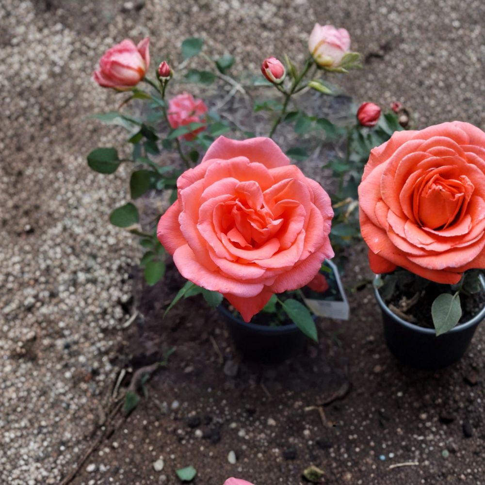 Tropicana Hybrid Tea Rose – Live Orange Rose Bush | 5 Gallon Fragrant Plant