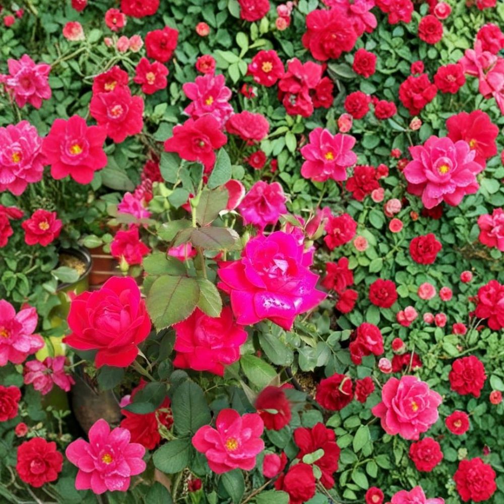 Double Knock Out® Red Rose - 1 Gallon Disease Resistant Shrub Rose Plant